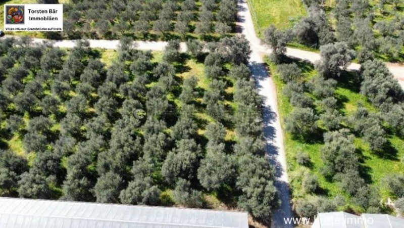 Timbaki Kreta, Timpaki Olivenhain mit ca. 100 Olivenbäumen zu verkaufen Grundstück kaufen